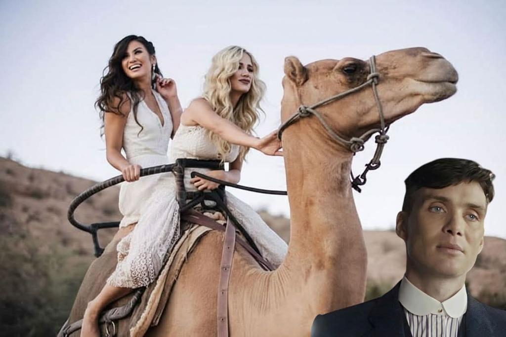 الشاطر عمرو tweet media