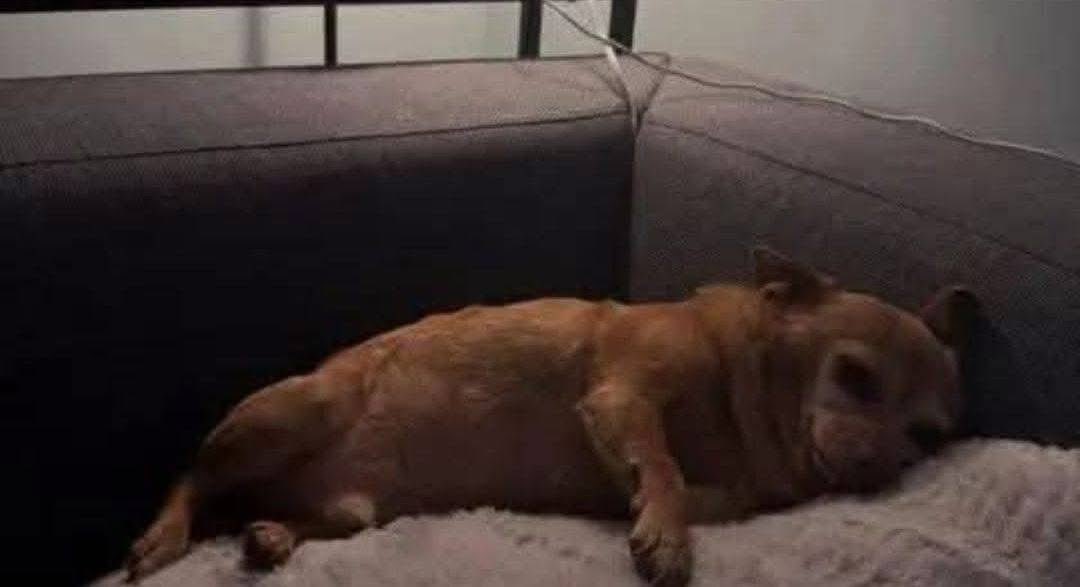 Me acting tired so my visitors will get bored and leave.