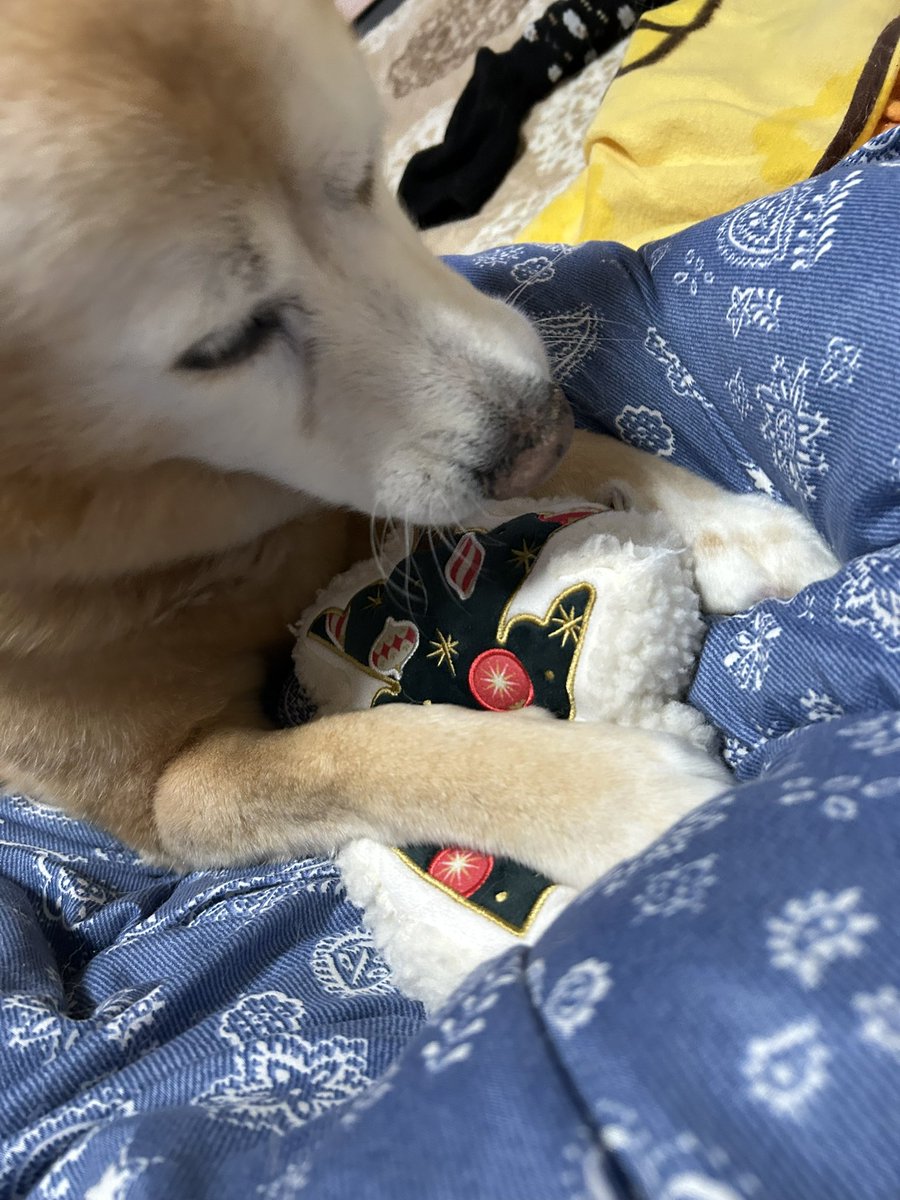 クリスマスツリーのぬいぐるみを渡したら秒で破壊😅
ブチブチ破いてる😅