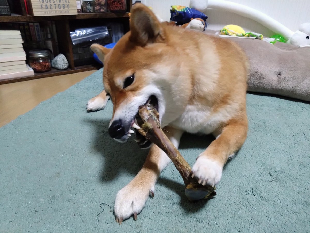 モモコお嬢様🍑 野生に帰る。
#柴犬が好きすぎるで使っていいよ #クリスマスプレゼント