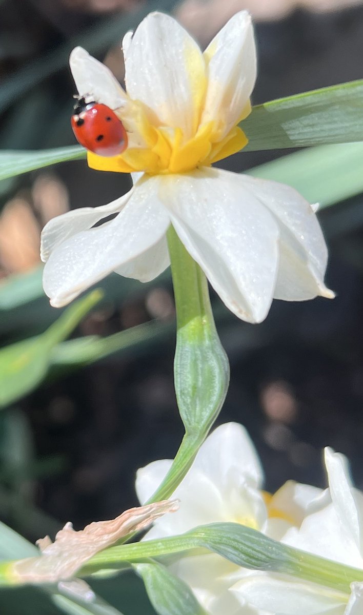 🐦‍🔥

Sorgulama yetisini yitiren insan,
olsa olsa insan görünümlü bir canlıdır. 
-Anka kuşu

#insan #yaşam  #felsefe 

Fotoğraf: Anka kuşu