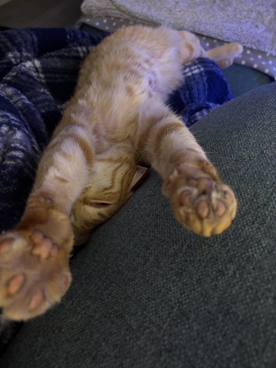 MangoAndChutney 🐈🐈 tweet media
