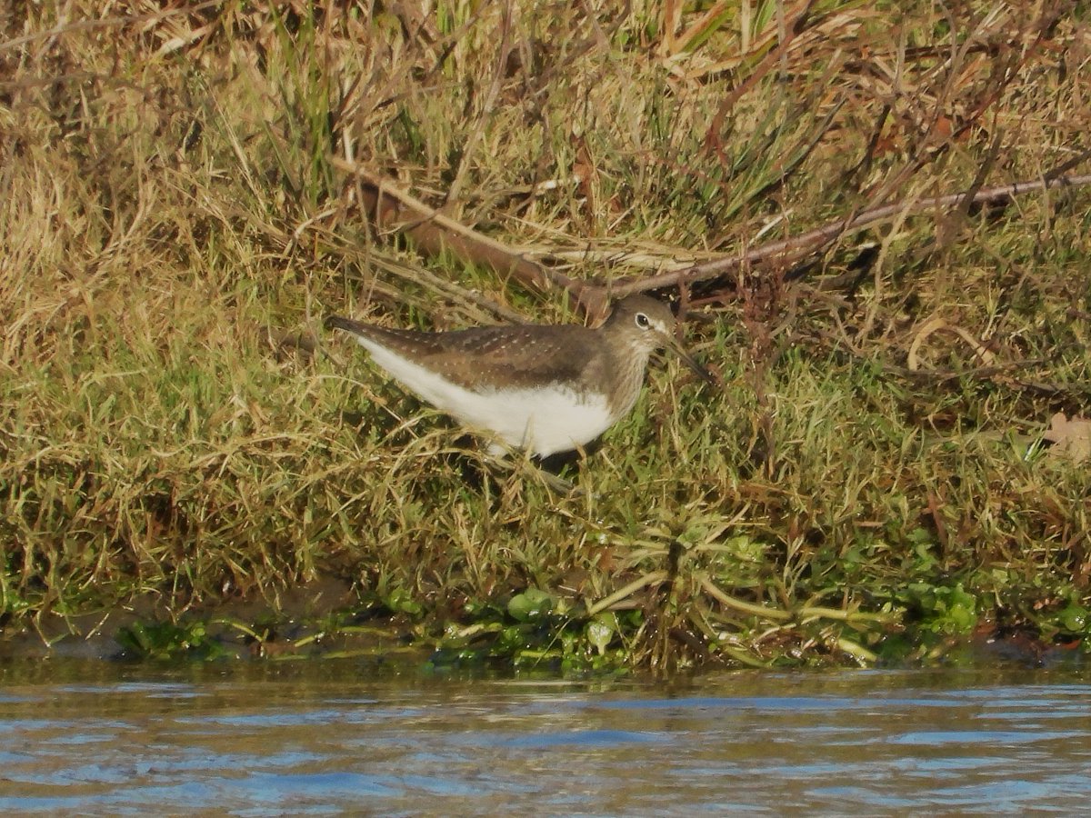 Gistermorgen vloog ze nog de blauwe kiekendief en ook kwam even het Witgatje langs....