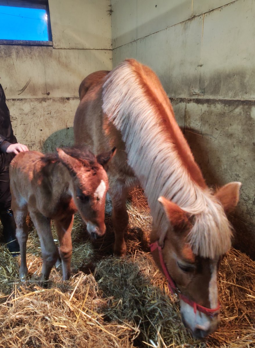 たまこ (@egg24k) / Posts / X