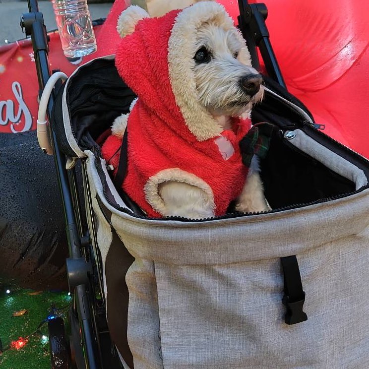ちーちゃんですけどもっ第3巻予約発売中です❗️ (@ymc_cheezu