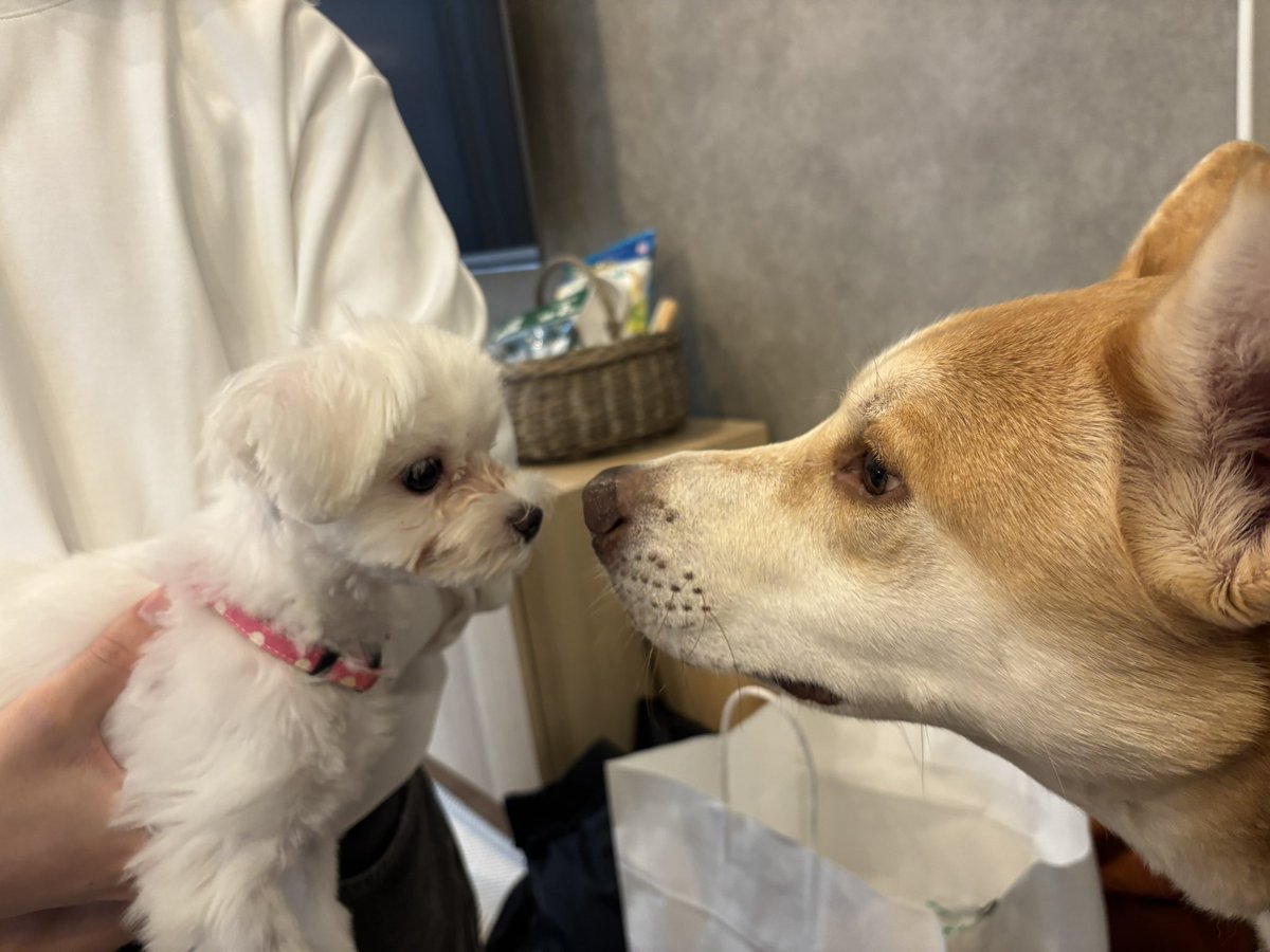 ちいちゃい犬とご挨拶
#雑種犬