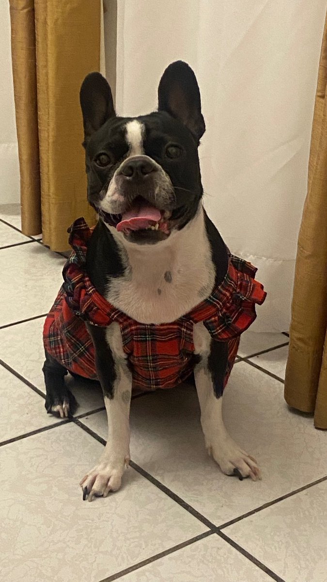 Feliz navidad perros. 🎁🎄