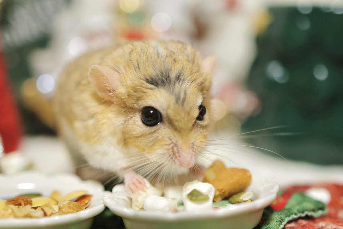 ゆっこ🐭ねずみの雑貨屋CLOVER🍀 (@nezumi3illust) / Posts / X