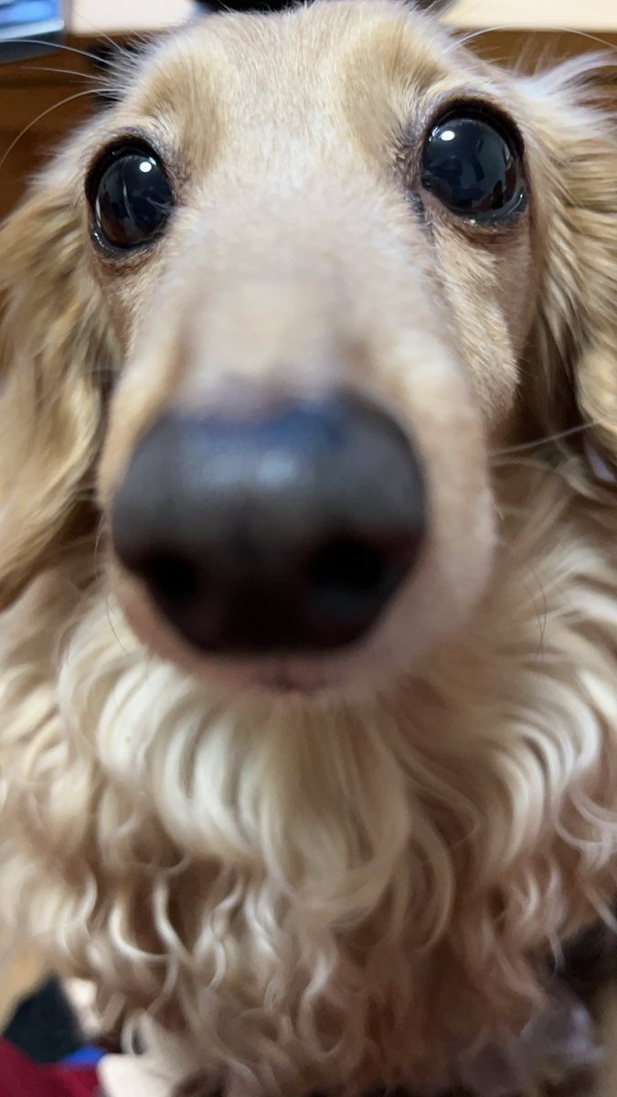 昨日は
ランちゃんの
バースデー🐶
樋口さんのBDと
同じ日🎵👍😊
ランちゃんの本名は
蘭だったんだけど
おてんば娘で
今では
乱になりました🤣
そんなランちゃんも
11歳元気でいてほしいな🐶