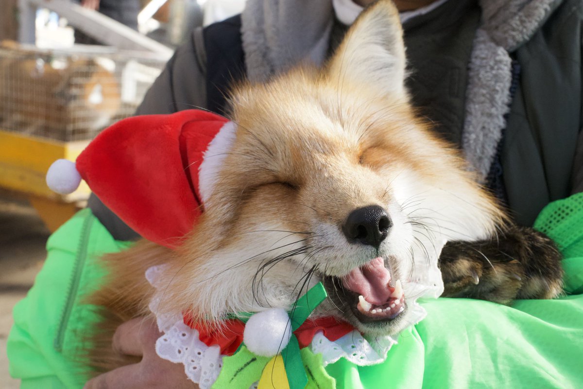 PrototypeTheFox🦊 tweet media