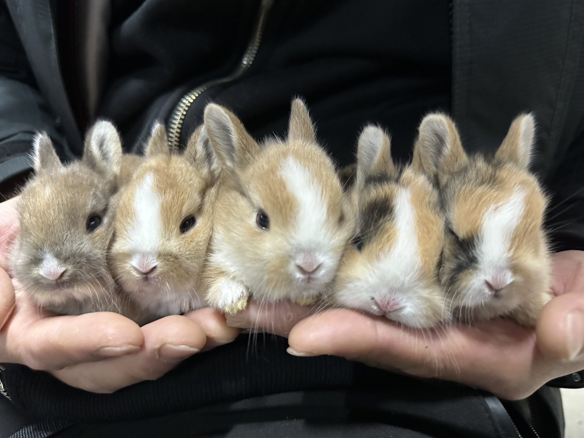岩手サファリパーク赤ちゃん情報

12月８日にイエウサギの赤ちゃんが５頭誕生しました！

今週末より事務所にて一般公開を始めますので
ぜひ年末年始は岩手サファリパークへご来園下さい！

＃岩手サファリパーク　＃イエウサギ　＃赤ちゃん　#誕生　＃一般公開　＃年末年始