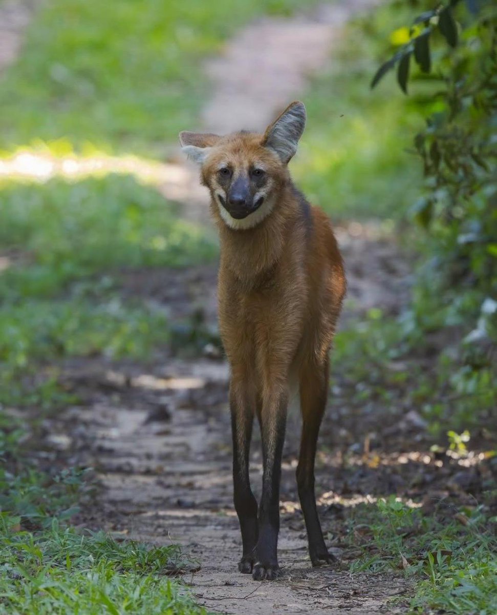 brazzers_don's tweet image. Фотограф заснял самого милого и безобидного на вид волка — это гривистый волк или гуара.

Выглядит он как лиса на ходулях, половину его рациона составляют фрукты, он не умеет выть, а его длинные ноги — признак адаптации к жизни в высокой траве саванн.