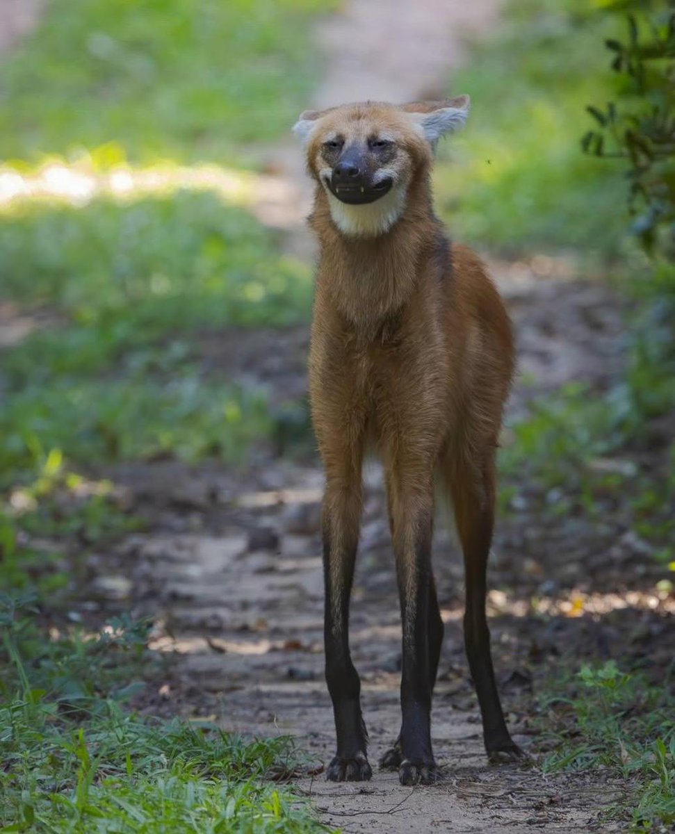 brazzers_don's tweet image. Фотограф заснял самого милого и безобидного на вид волка — это гривистый волк или гуара.

Выглядит он как лиса на ходулях, половину его рациона составляют фрукты, он не умеет выть, а его длинные ноги — признак адаптации к жизни в высокой траве саванн.