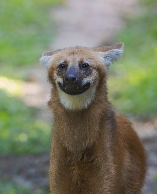 brazzers_don's tweet image. Фотограф заснял самого милого и безобидного на вид волка — это гривистый волк или гуара.

Выглядит он как лиса на ходулях, половину его рациона составляют фрукты, он не умеет выть, а его длинные ноги — признак адаптации к жизни в высокой траве саванн.