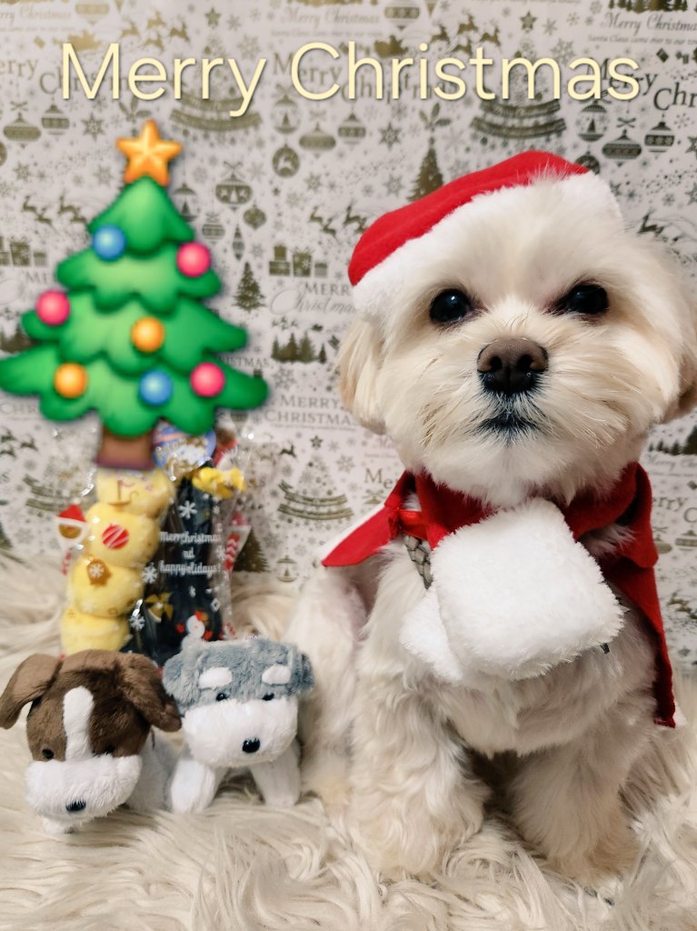sa105_5232's tweet photo. Happy🎄⛄MerryChristmas🎄🧑‍🎄

♡皆さん♡
楽しいクリスマスをお過ごし下さい♡
⛄🎄✨🎄🎅🎁✨🍗🥂🧑‍🎄✨🎁✨

#保護犬を家族に
#保護猫を家族に
#Christmas
#Christmas2025 
#ぼくにもサンタさんがきたよ
#日曜日にパーティーするよ🎂🍗🍸✨🍸 https://t.co/3eApkxqPOH