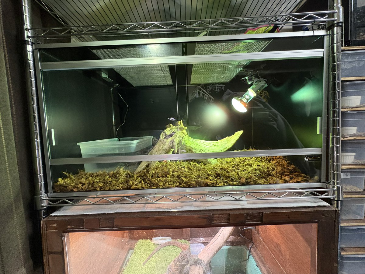 龍匠オリジナルオーダーケージ®︎ (@ryuushyou164) / Posts / X