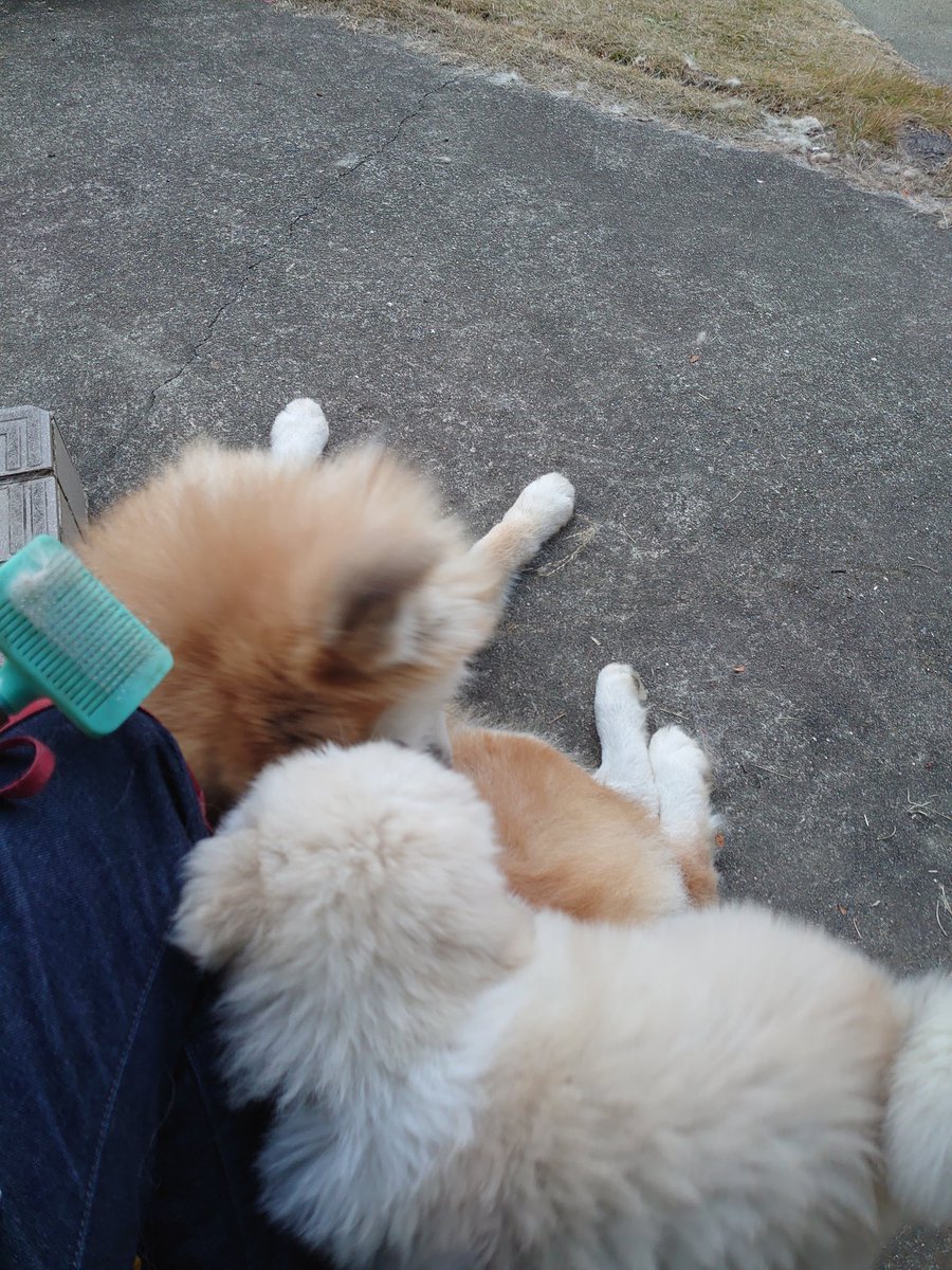 とらちゃん(🐶飼いたい一歩手前) (@7tora7tora7) / Posts / X