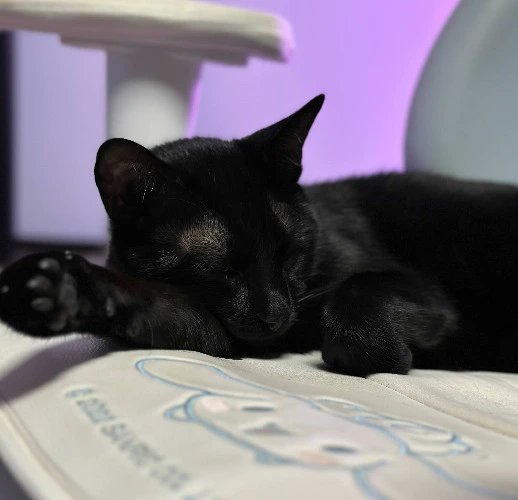 I just received Loki (my cat) care from broteiinshake via Throne. Thank you! throne.com/tibick #Wishlist #Throne