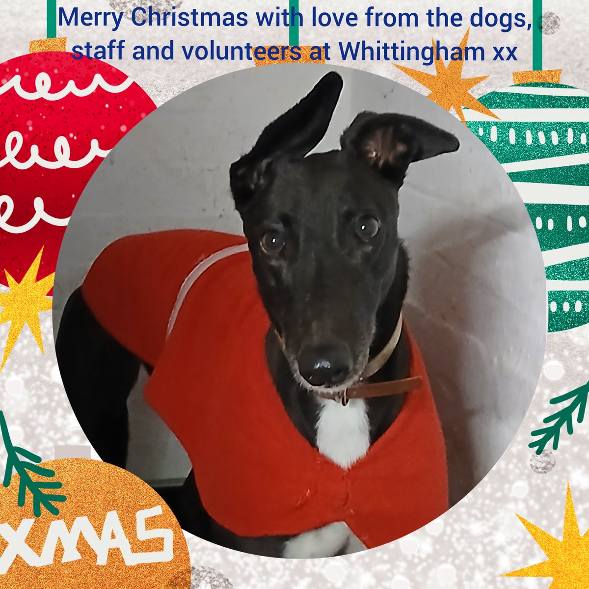 Whittingham Kennels - Retired Greyhounds Charity tweet media