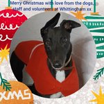 Photo by Whittingham Kennels - Retired Greyhounds Charity (@Whitthounds)