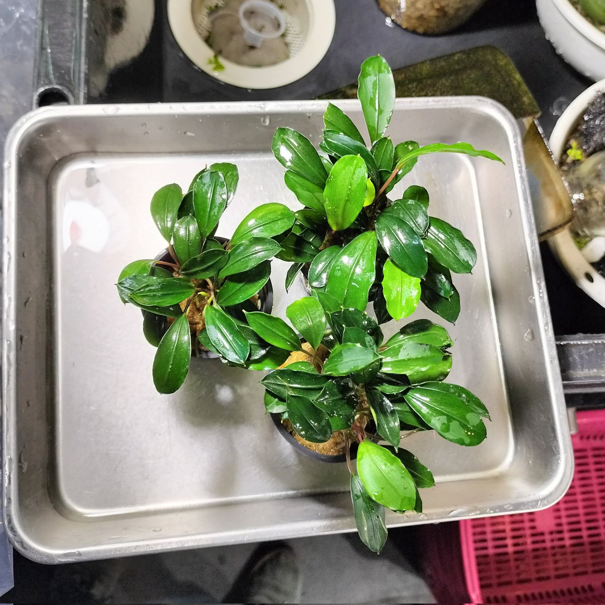 ブセファランドラsp.ディープブルーで入荷