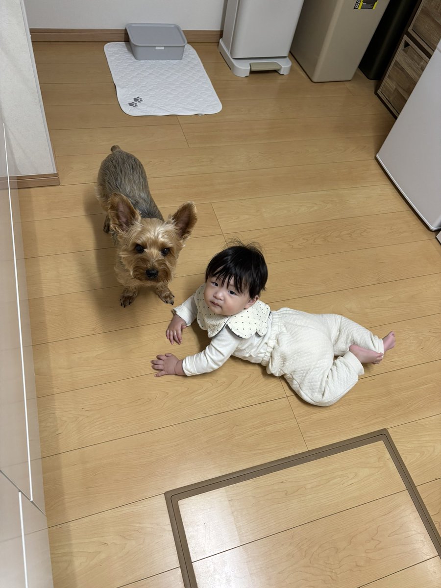 coco07078's tweet photo. 🐶👶🏻♡ https://t.co/OJHm9GFvC8