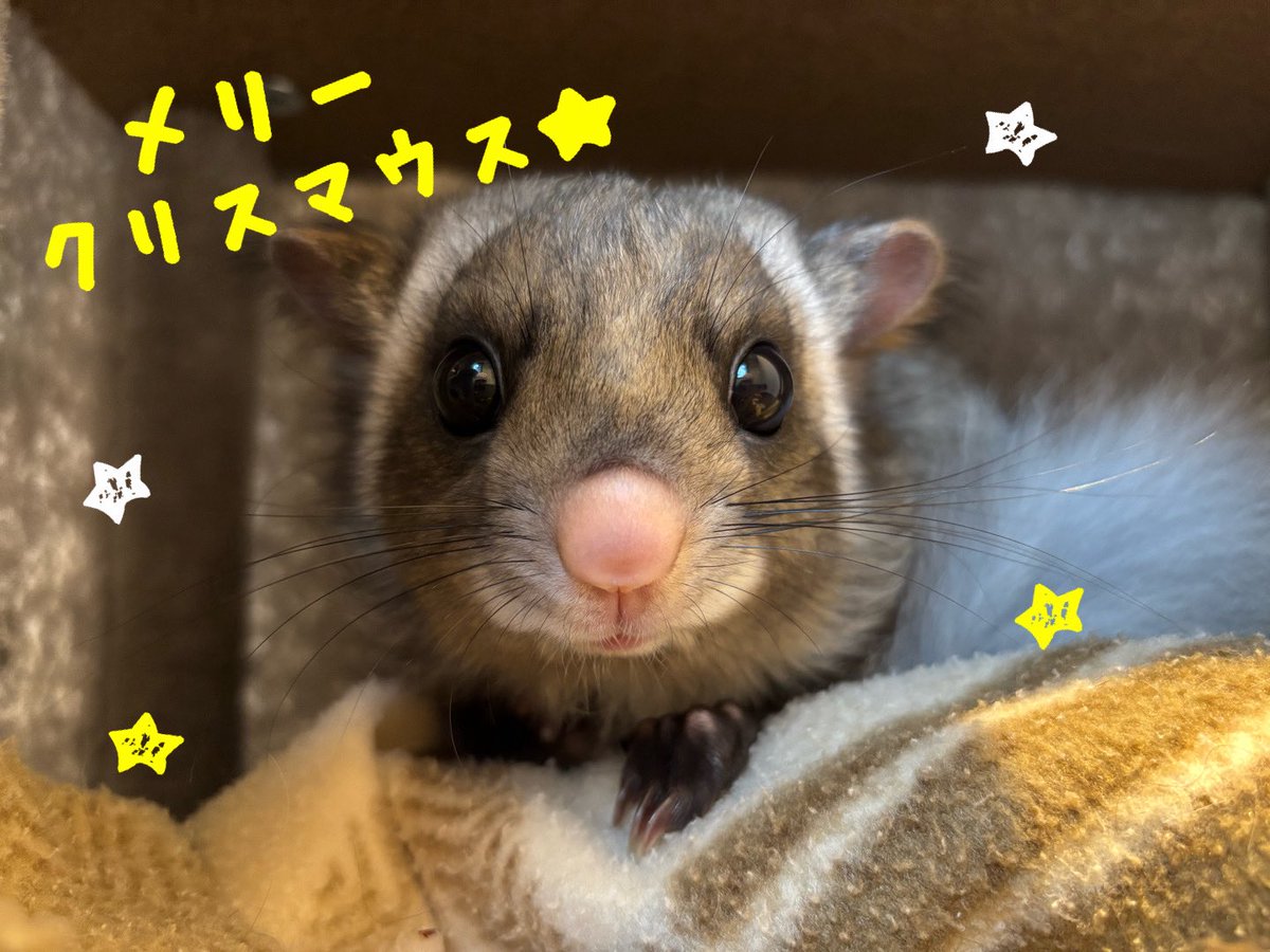 Maki (photo) (@luckysquirrel1) / Posts / X