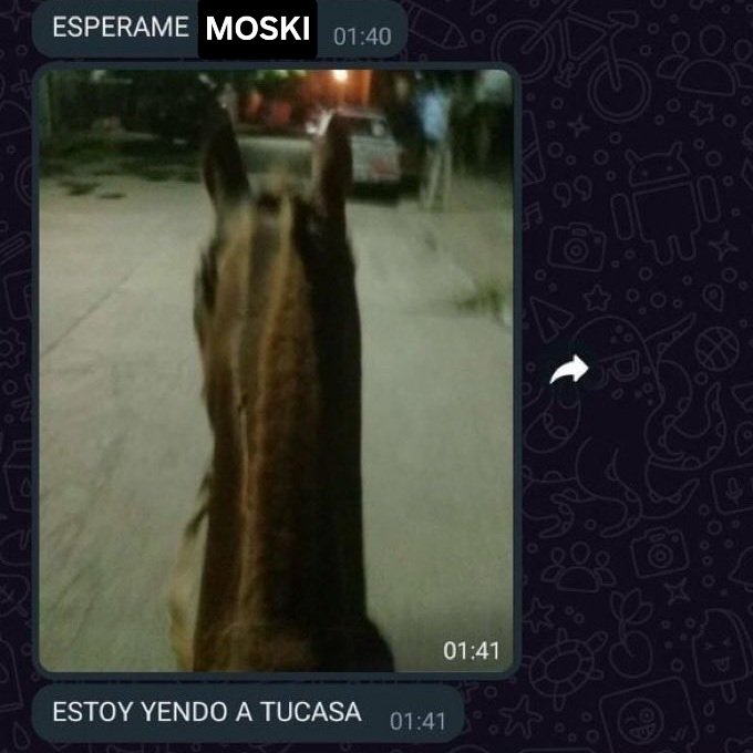 taynoski's tweet image. 