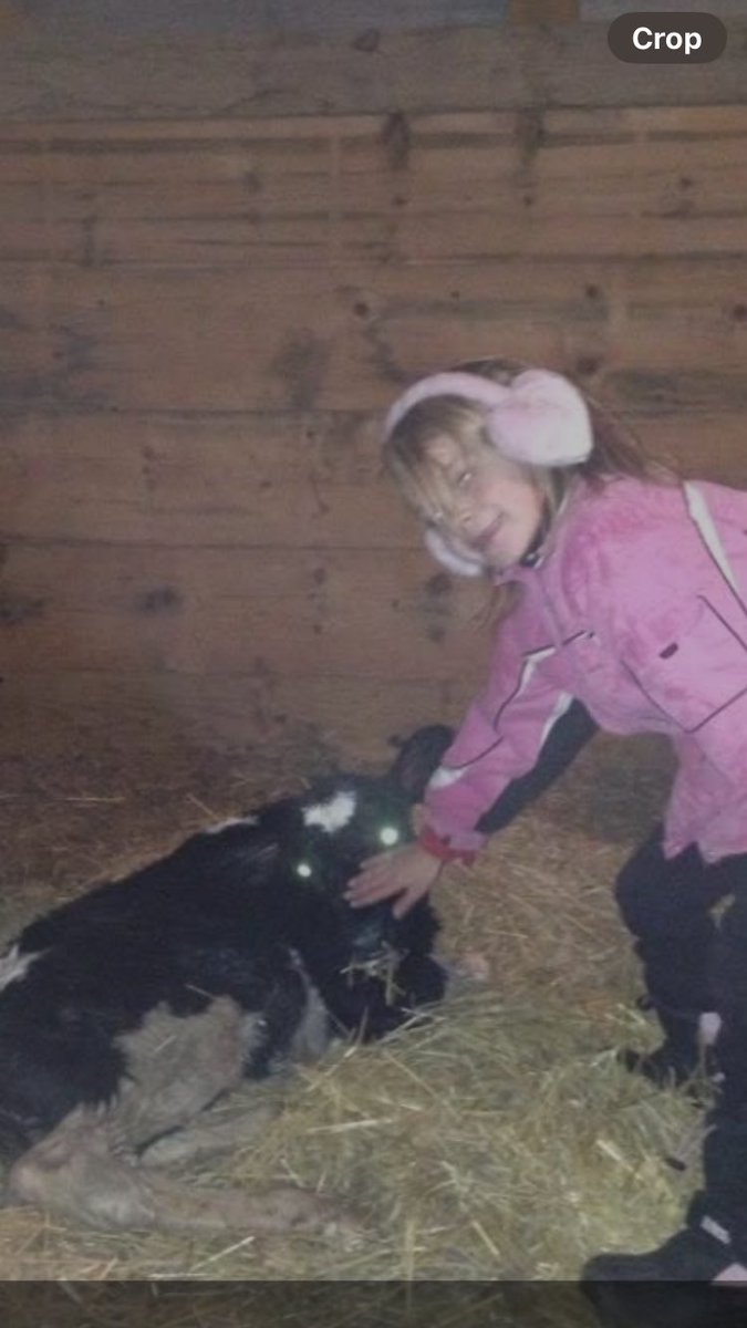 It’s been 10 years since we milked dairy cows. 

But the memories of having to check the maternity pen before and after Christmas Eve service, and again before midnight, will never leave me.  

The quiet of the night, the gift of a live calve. O Holy Night