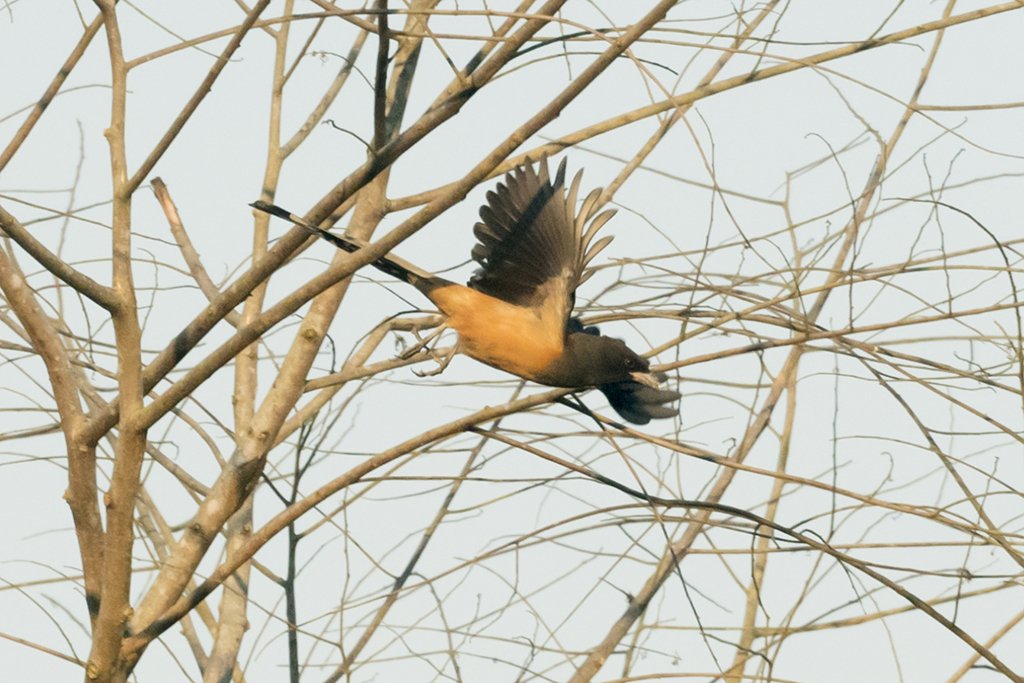 Mikkong1's tweet photo. Rufous Treepie (Dendrocitta vagabunda) in #Jewilgre #SouthWestGaroHills #Meghalaya #India
#APPicoftheWeek #AStoryInEveryLens #BirdsofX #BirdsSeenIn2025 #createyourlight #EarthCapture #fsprintmonday #IndiAves #NikonCreators #NikonFamily #ThePhotoHour #私とニコンで見た世界 https://t.co/MjZAALBw0M