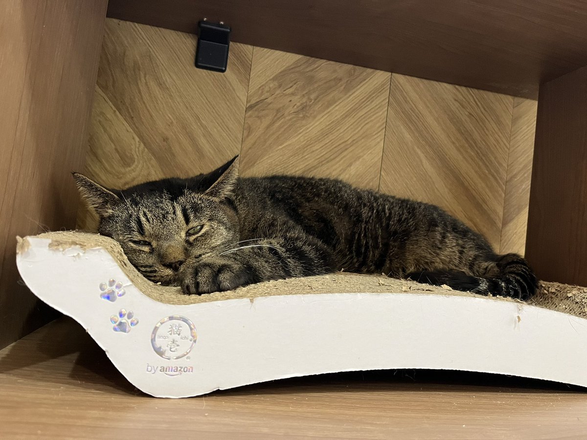 猫さんと〜岩手編〜 #保護ねこカフェもりねこ