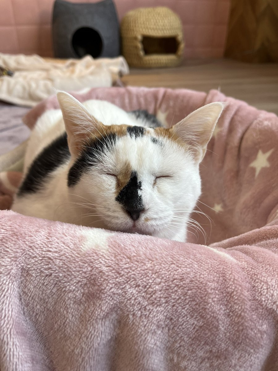 猫さんと〜岩手編〜 #保護ねこカフェもりねこ