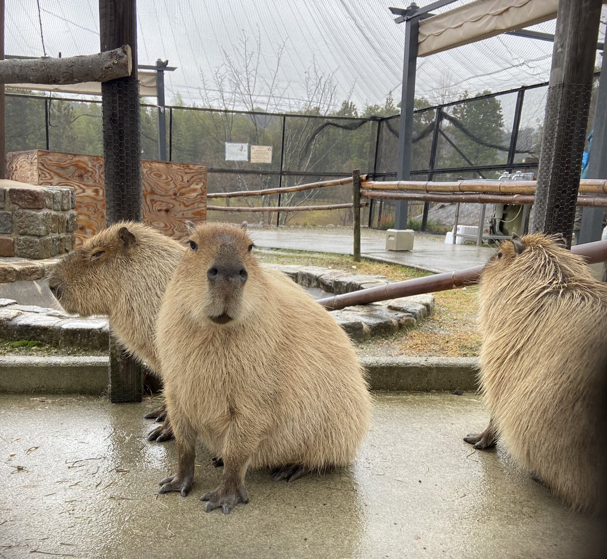 あと10分、今のところ貸切の予感しかない🤣
村にヒトが...。