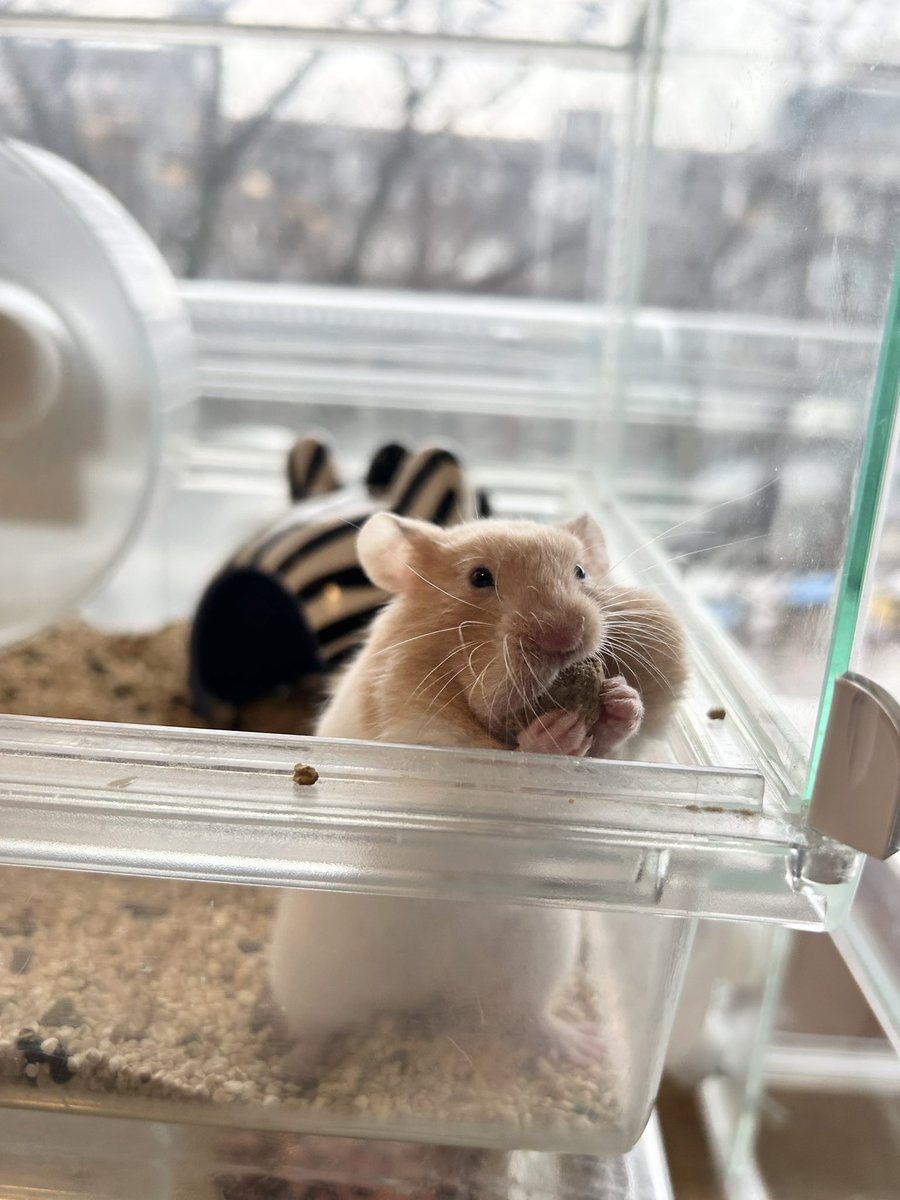 MOGUMOGUCAFE3's tweet photo. この世のごはん、ぜ〜んぶあたちの‼️

☎︎03-3404-1180 
#ハムスター　#hamster #햄스터　#倉鼠 #ハムスターカフェ https://t.co/JXal5bKDDp
