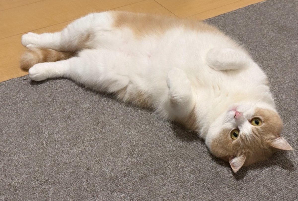 むちゃまる（5） (@neko_muchamaru) / Posts / X