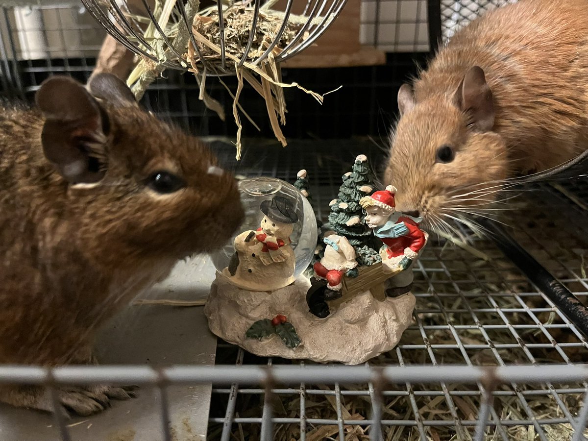 youkylovesdegu's tweet photo. メリーデグリスマス　#デグー　　#アンデスの歌うネズミ #degu #octodon #smallanimal #ドリィとテリィ https://t.co/yEBhY66iah