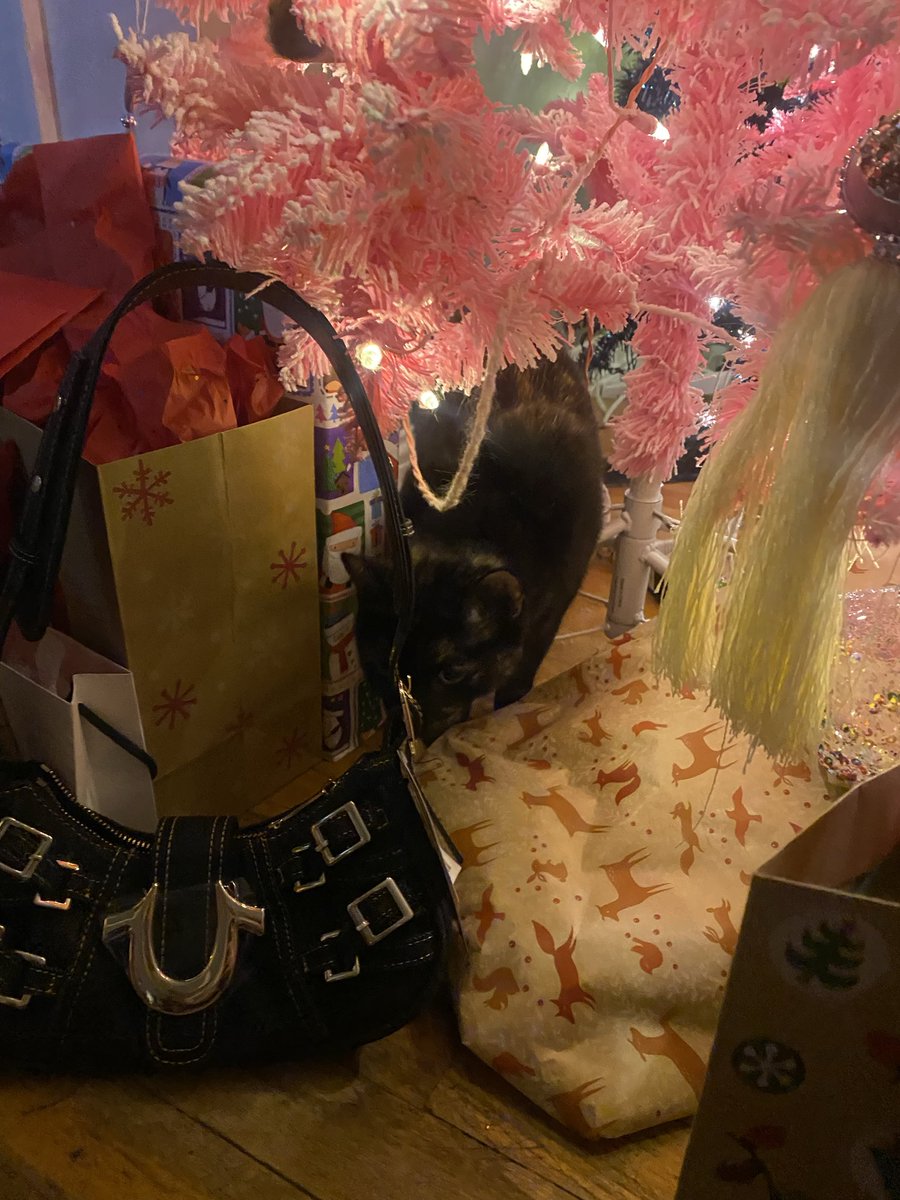 StaggCrystal's tweet image. Kitty under the tree