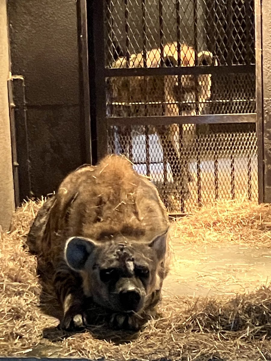 ブッチページ♡ TシャツはDAIRIKUのリンガーT 大きめに着たくてデザイナーの岡本さんに
