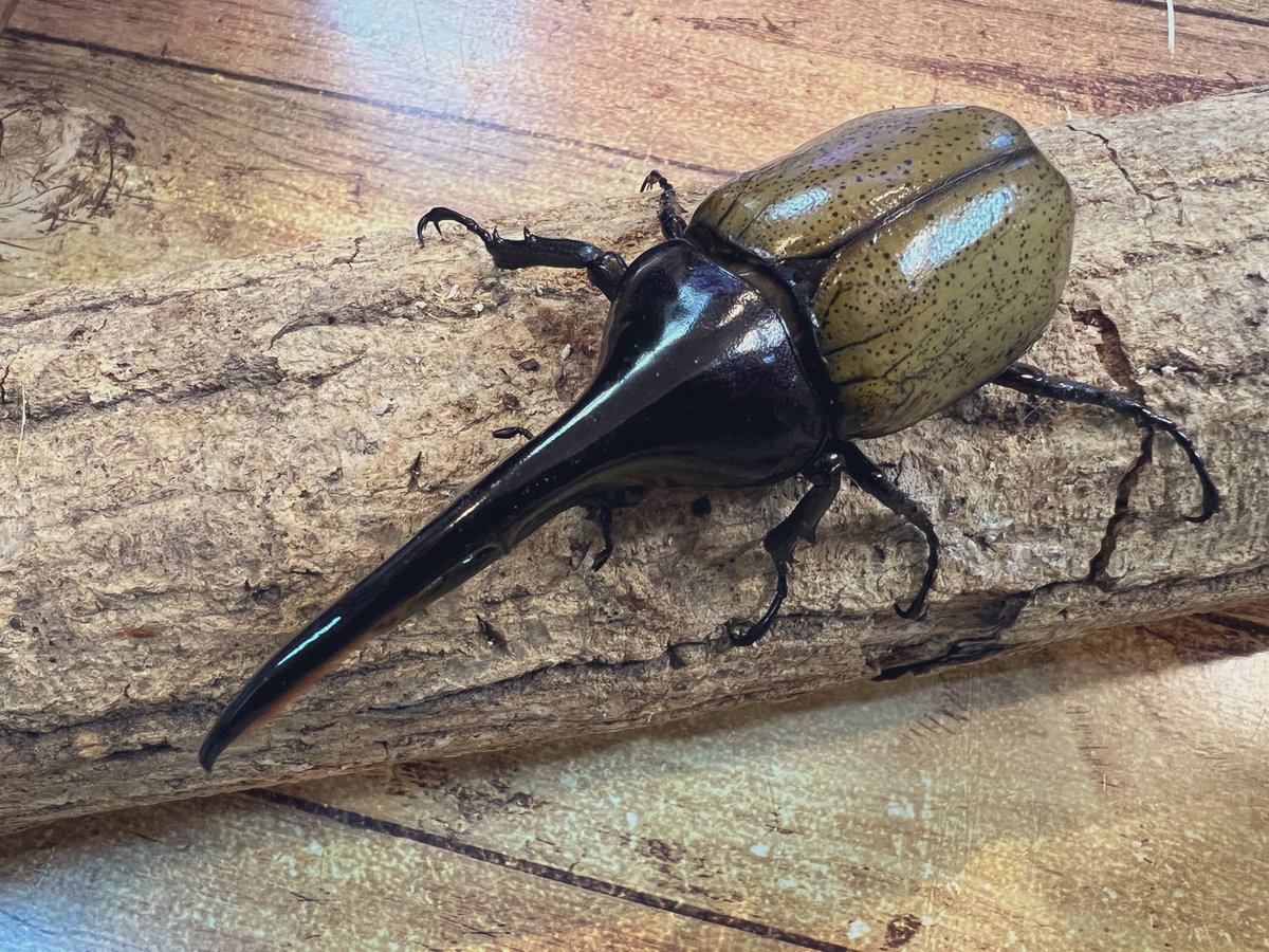 kikyo（祈京）＠Geeks (@Kikyo666dirxxx) / Posts / X