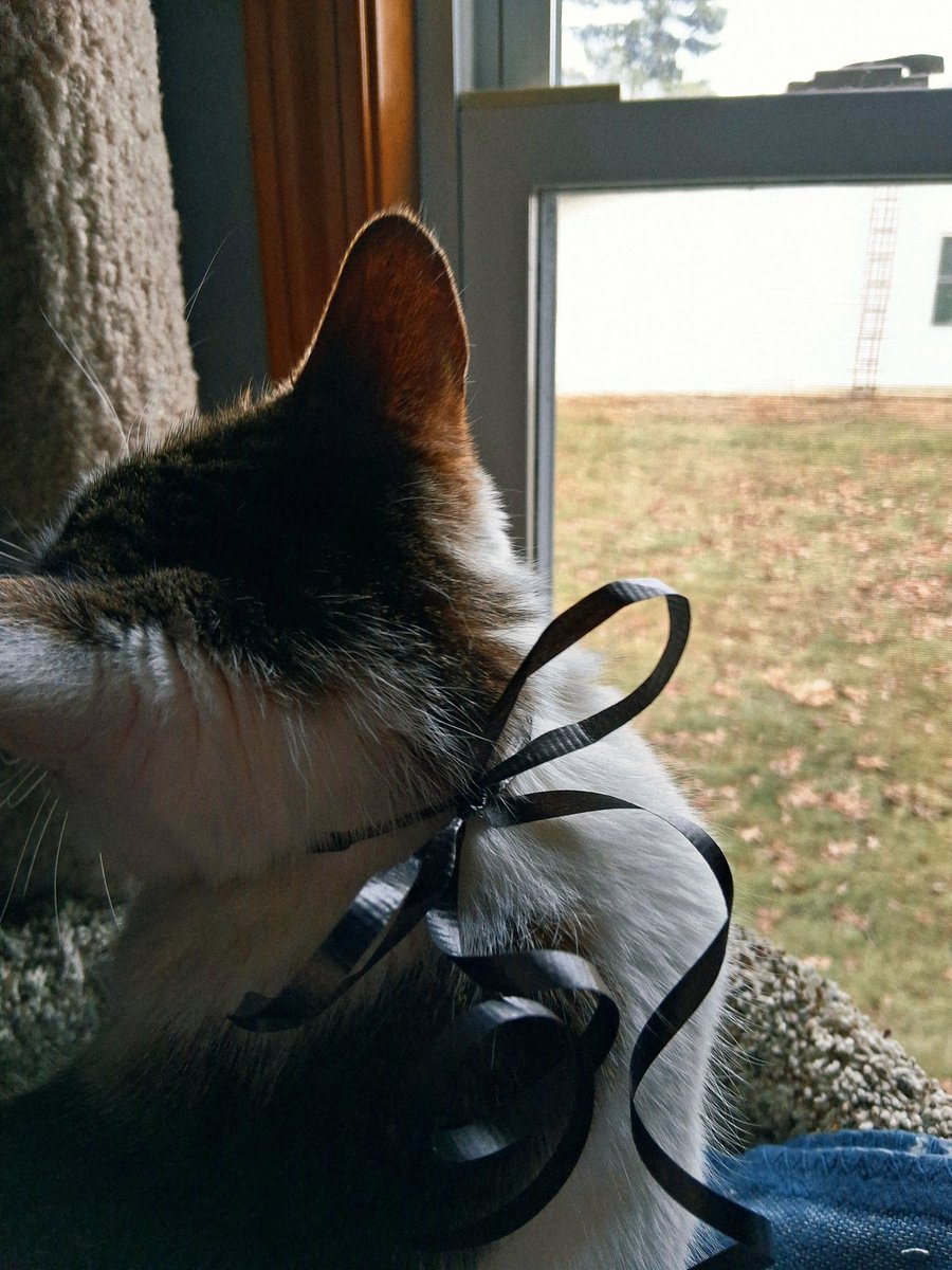 loser2th's tweet photo. My pretty little kitty🩷 https://t.co/8Sw2s97rQ3