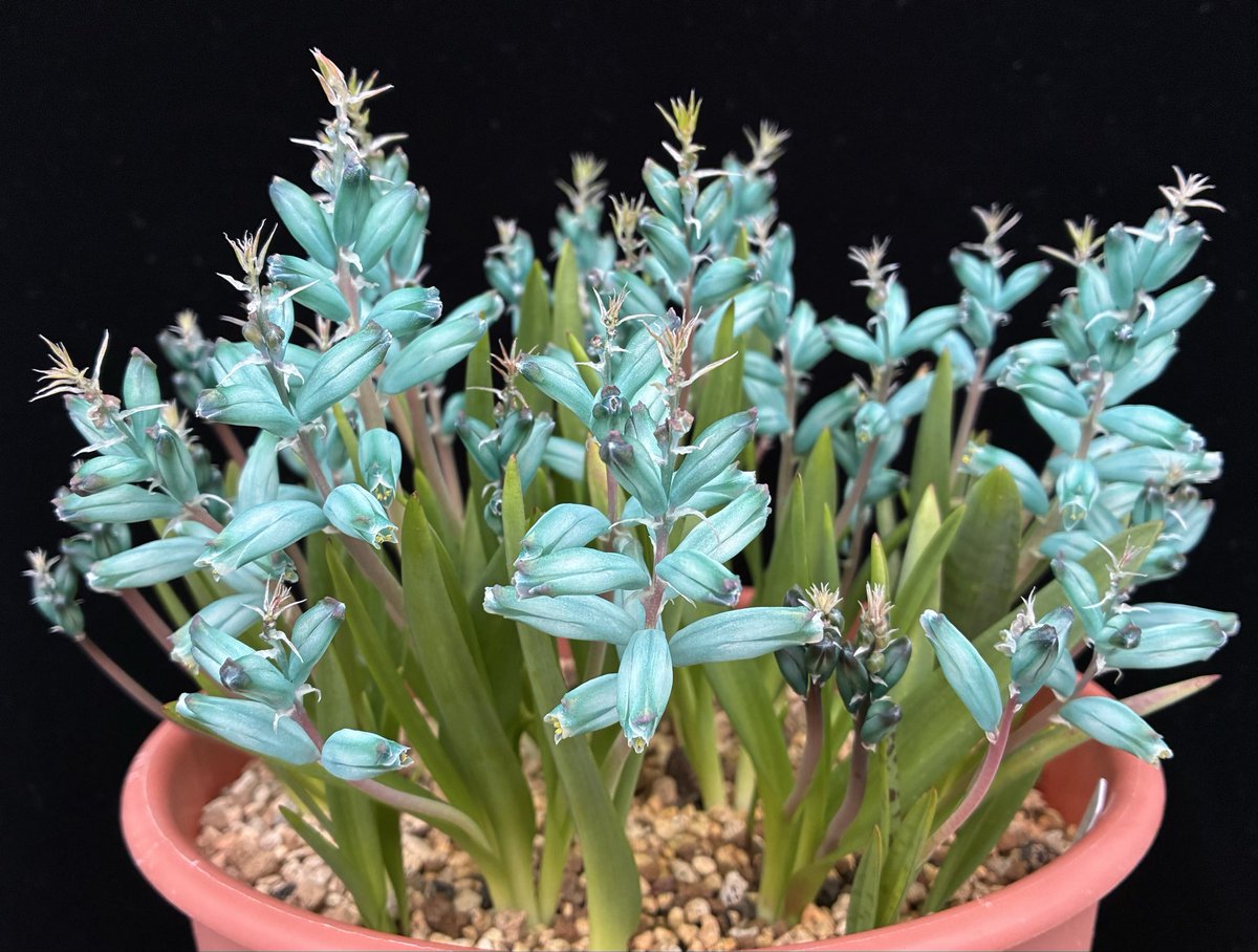 札付き♥️ラコロ✕ノバヒネリアナ✨ nyanko (@nya3nyanko) / Posts / X