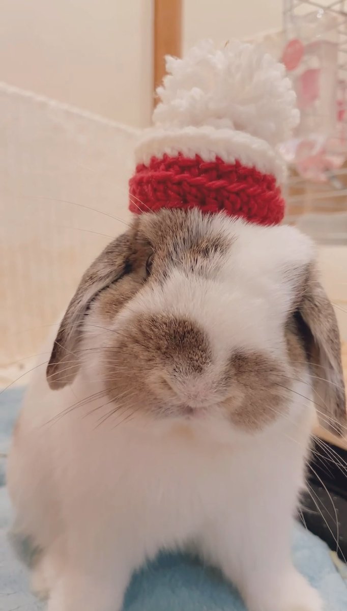 うさぎのうさじ tweet media