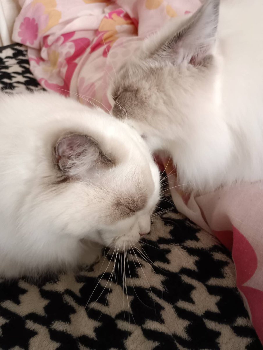 ぽちゃこと海琉と詩苑と源氏星🐱🐱🐱🐱 tweet media