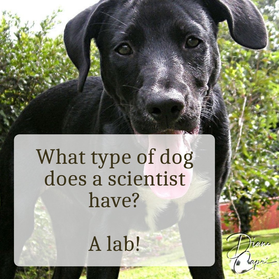 DianeCapri's tweet image. Lame writer humor. 

What type of dog does a scientist have? A lab!

#WriterHumor #AmWriting #WritersOfTwitter
#WritingLife #AuthorLife #ProcrastinatingWriter
