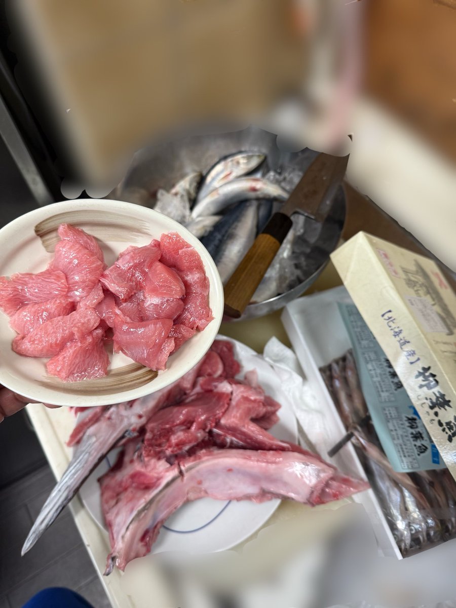 カマトロ完了。 イワシ捌きますか！