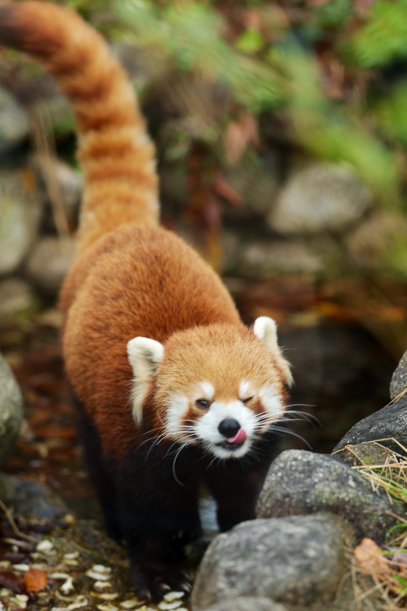 redpanda