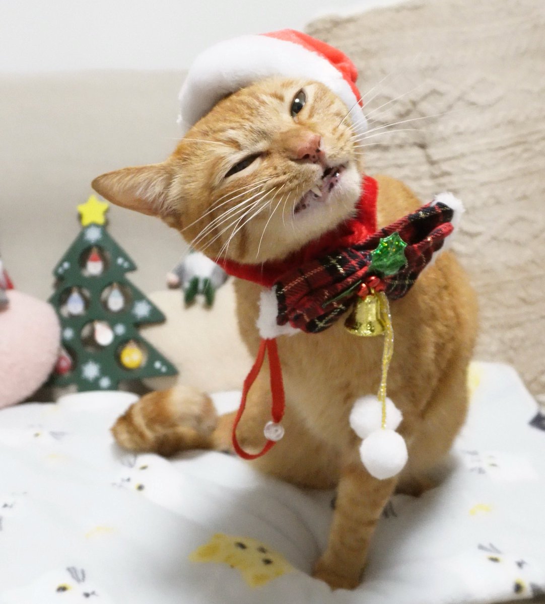 にゃんちゅー (@Nyanchu_1011) / Posts / X