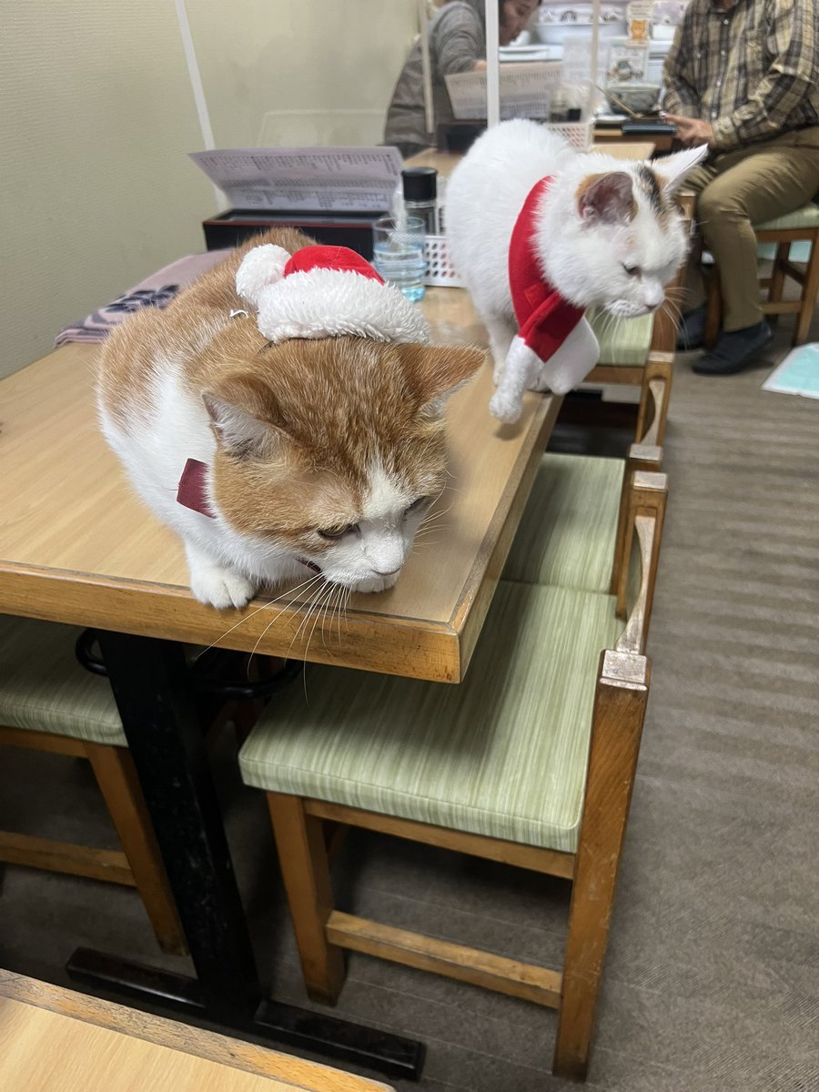 ゴン太　猫B ボンビアルコン オンラインショップ / 【サークルタワー】プレイキャット