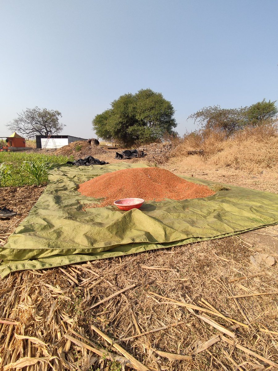 Pigean pea from our farm. 
Super quality daal (split) will be made out these