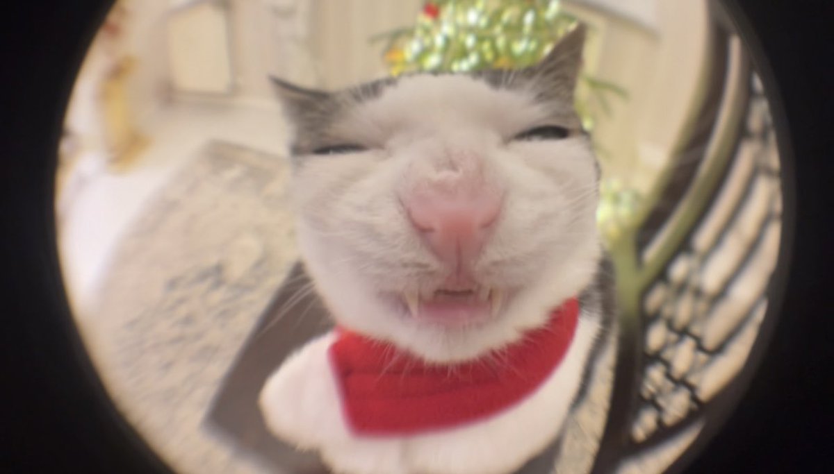 Crunchycat Luna tweet media